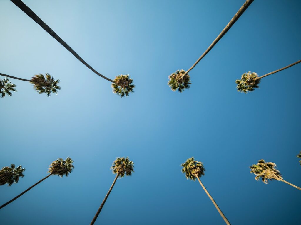 classic la trees on a sunny day for dating in los angeles